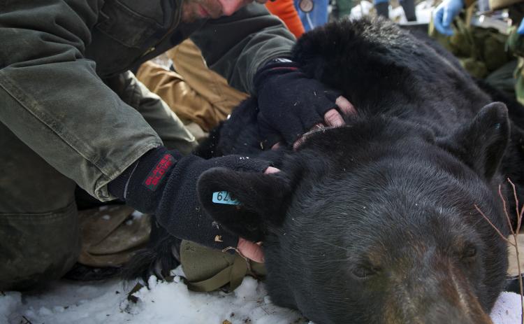 Michigan Department of Natural Resources wildlife biologist Mark Boersen examines a sedated bear as part of a program that places orphaned bear cubs with mother bears.