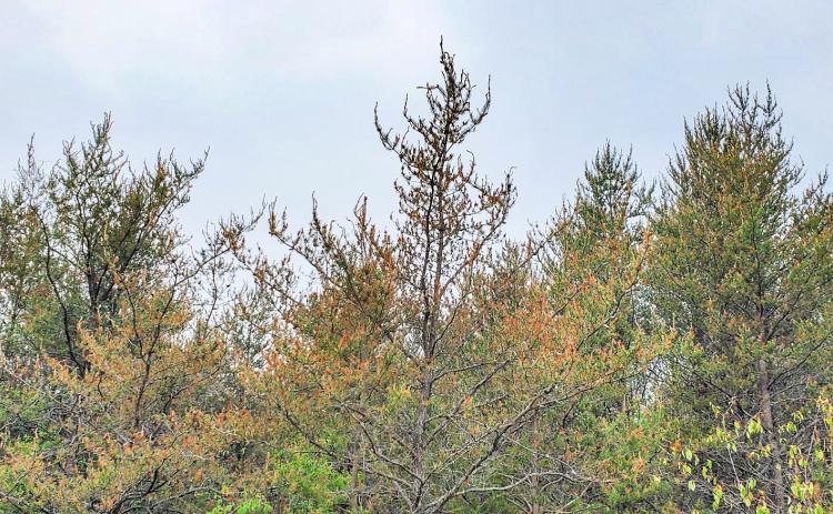 Brown needles on jack pine likely due to budworm outbreak